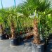 Trachycarpus Fortunei (Palma konopná) kont. C35L/70L, výška kmeňa: 70-80 cm, celková výška: 180-220 cm (-17°C) Trachycarpus Fortunei (Palma konopná) kont. C35L/70L, výška kmeňa: 70-80 cm, celková výška: 180-220 cm (-17°C)